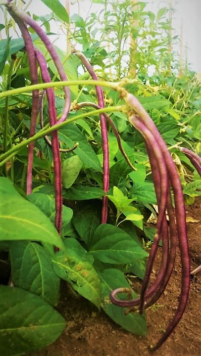 Semillas de frijol largo de 5 colores mixtos – Más de 90 unidades – para plantar 2025 morado, verde, rojo, rosa, blanco, mezcla de arco iris,