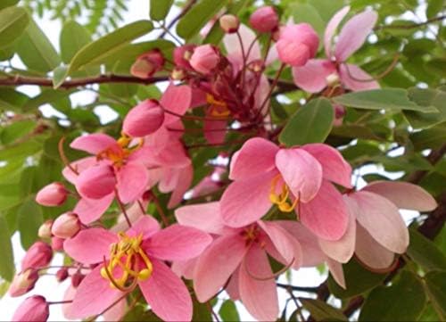 Cassia javanica subsp. nodosa  Manzana Blossom Cassia  10_Seeds