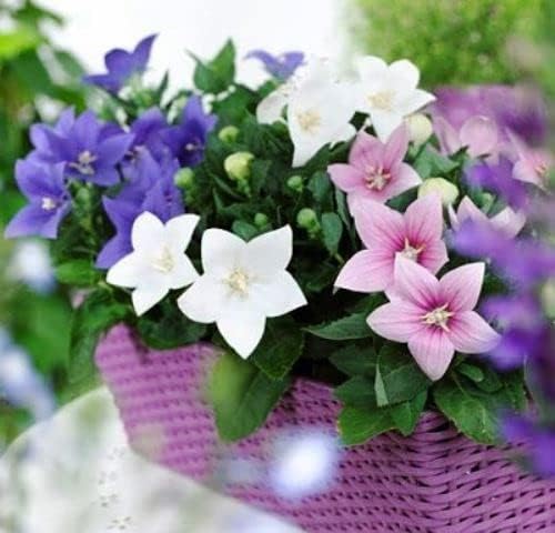 Seeds4planting – Semillas Globo Flor Mezcla Platycodon Chino Bellflower Flores Perennes