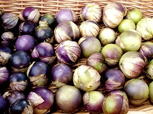 Semillas de tomatillo morado para plantar más de 50 semillas para plantar semillas de jamberry de tomate de cáscara mexicana sin OMG