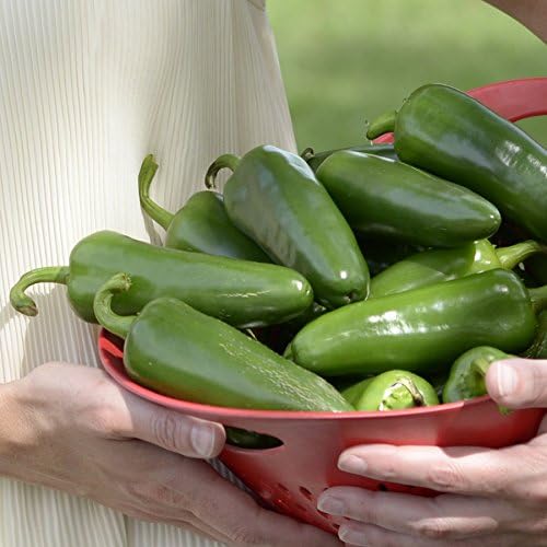 Park Seed Park’s Whopper – Semillas de pimiento jalapeño, paquete de 15 semillas