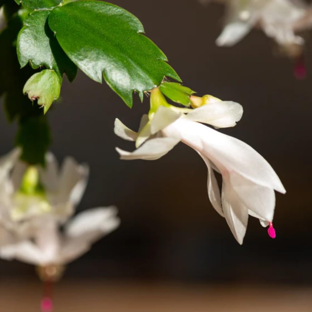 Zygocactus Cactus – Planta viva en maceta de 6 pulgadas, planta de cactus blanco, suculenta para interiores y exteriores