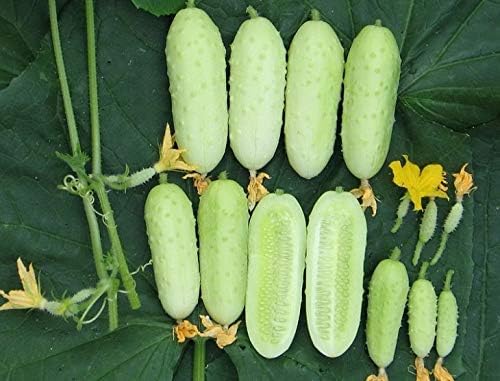Semillas de pepino blanco en vinagre Heirloom vegetal no transgénico