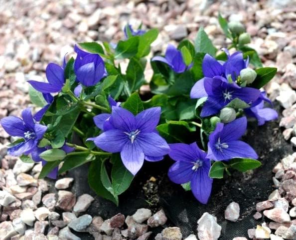 Mezcla de semillas de flores de globo blanco y azul campanilla japonesa 100 semillas para plantar