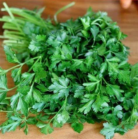 Perejil, semillas de perejil italiano de hoja plana verde oscuro, reliquia, sin OMG, más de 50 semillas, semillas de perejil