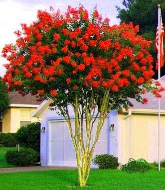 Crape Myrtle Dynamite Red  3 plantas vivas  Flores rojas vívidas y crecimiento resistente, planta viva, arbusto ornamental para una impresionante