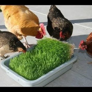 Kit completo de cultivo de forraje de trigo y pollo. Contenedor de cultivo de 10 x 20 pulgadas, (3X) de yute para cultivo de tela mediana y semillas Kit completo de cultivo de forraje de trigo y pollo. Contenedor de cultivo de 10 x 20 pulgadas, (3X) de yute para cultivo de tela mediana y semillas