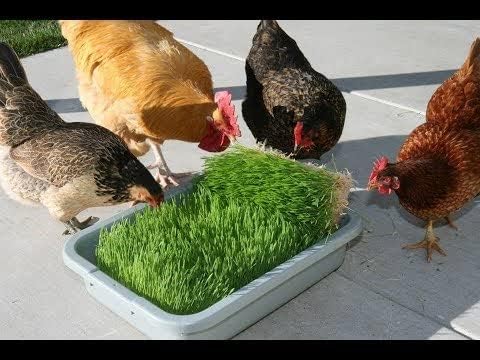 Kit completo de cultivo de forraje de trigo y pollo. Contenedor de cultivo de 10 x 20 pulgadas, (3X) de yute para cultivo de tela mediana y semillas