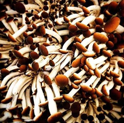 100 tapones de engorde hongos Piopinni para cultivar hongos gourmet y medicinales en casa o comercialmente.