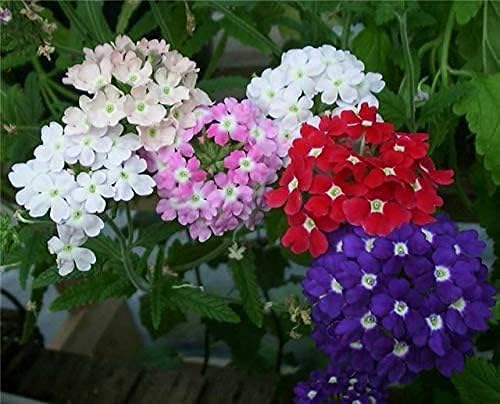 100pcs Semillas Verbena Drawf Mix Flor Anual Jardín Flores para Plantar No GMO