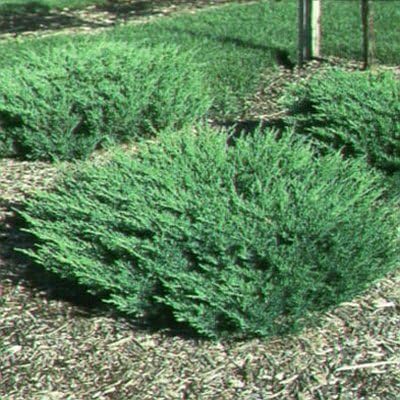 Andorra Compacta Juniper – 30 plantas vivas – Cubierta de suelo de hoja perenne resistente al frío tolerante a la sequía