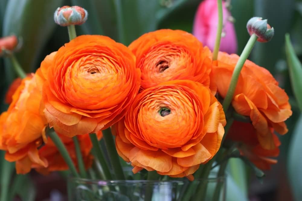 Bulbos de ranúnculo para plantar  Flor de ranúnculo  Planta en jardines, contenedores y macizos de flores  Fácil de cultivar bulbos de flores