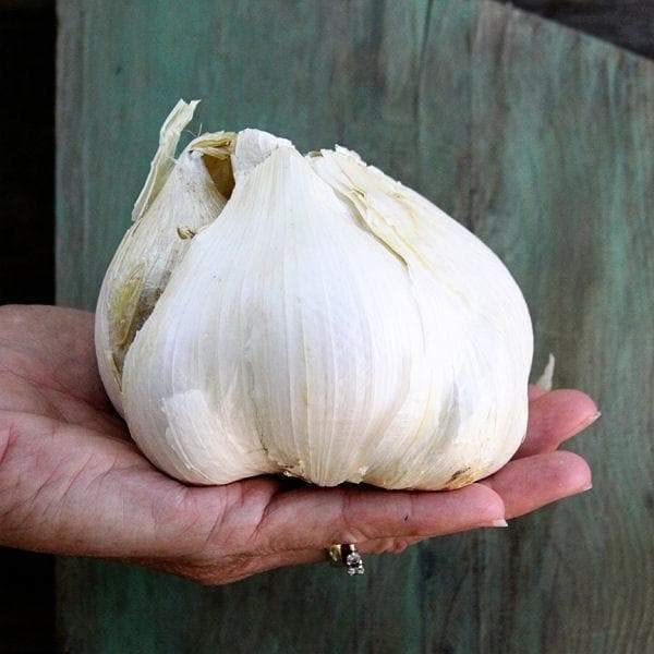 Ajo elefante. Cultivado en California. 2 bombillas enormes. Delicioso sabor más suave, más suave. Ideal para cocinar, comer y plantar. Grandes