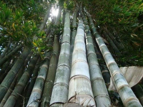 Dendrocalamus giganteus  Planta de bambú aglutinante de madera gigante