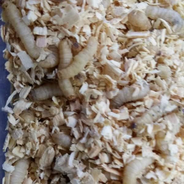 100 unidades de gusanos de cera vivos