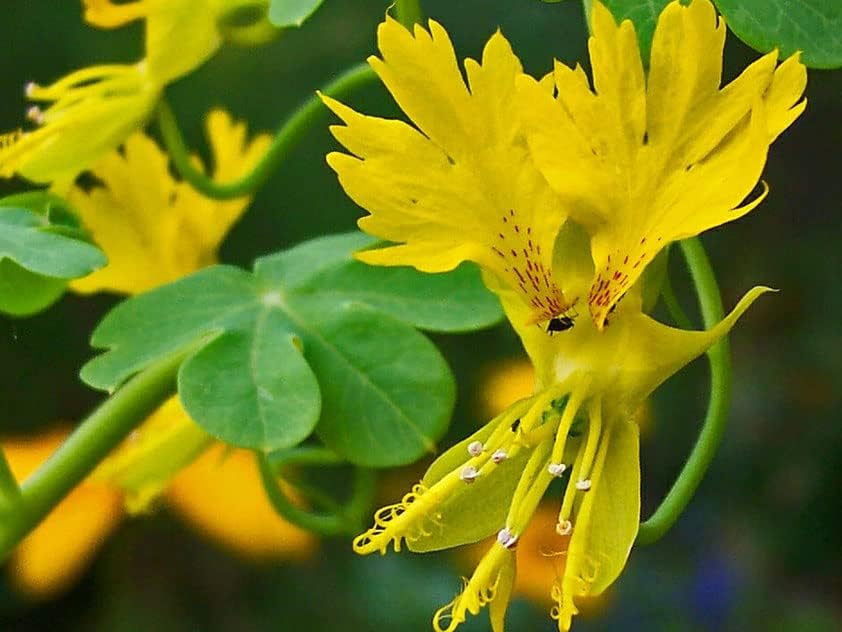 Semillas Canarias Creeper Mix Canarybird Capuchina Berro Indio Flores Anuales