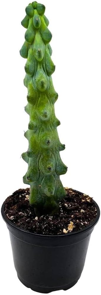 Boobie Cactus, Myrtillocactus Geometrizans Fukurokuryuzinboku, Cactus de tetas, Cactus de mama, Cactus de mama