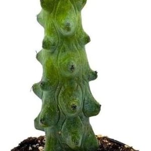 Boobie Cactus, Myrtillocactus Geometrizans Fukurokuryuzinboku, Cactus de tetas, Cactus de mama, Cactus de mama Boobie Cactus, Myrtillocactus Geometrizans Fukurokuryuzinboku, Cactus de tetas, Cactus de mama, Cactus de mama