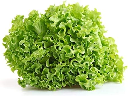 Semillas de lechuga para plantar, más de 1000 semillas de reliquia por paquete, semillas de jardín de Isla (semillas de jardín de Isla), semillas