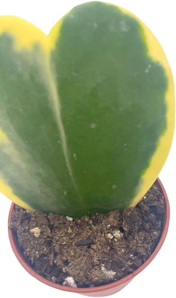 BubbleBlooms Corazón abigarrado de Hoya Kerrii en maceta de 2 pulgadas con planta para el día de la madre