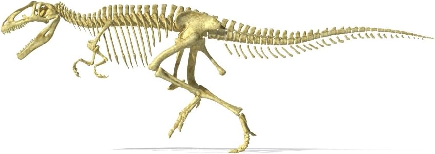 3d rendering of a Giganotosaurus dinosaurio esqueleto vista lateral Póster (18x 10)