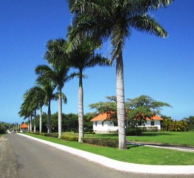 Royal Palm Tree Seeds, Roystonea Regia, también conocida como CubanFlorida Royal Palm, 20 semillas de árbol de alta calidad, palmera exótica,