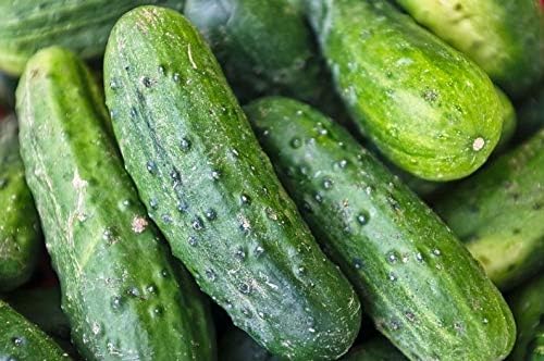 Semillas nacionales de pepino encurtido para plantar, más de 75 semillas tradicionales por paquete, semillas de jardín de Isla (semillas de jardín