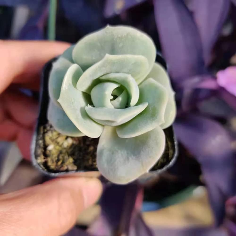 USKC Plantas suculentas vivas (maceta de 2 “Echeveria Lovely Rose)