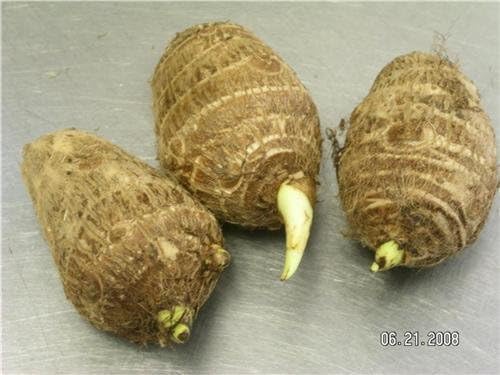 6 bulbos LIVE Colocasia Esculenta Elepant Ear Taro Gabi Kalo LISTOS para crecer