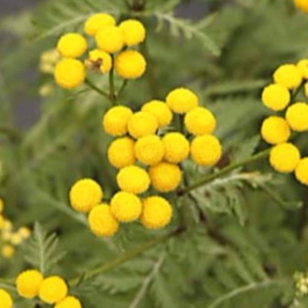 Semillas de tanaceto (Tanacetum vulgare) Paquete de 20 Semillas