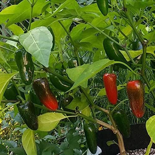 Pepper Joe’s Colección de semillas para amantes del jalapeño  Deliciosas variedades de pimiento jalapeño para plantar en tu jardín  Más de 50