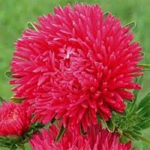 30 Semillas Mixtas Paeony Aster Callistephus Peonía Rojo Rosa Blanco Azul Púrpura Flor #LKY
