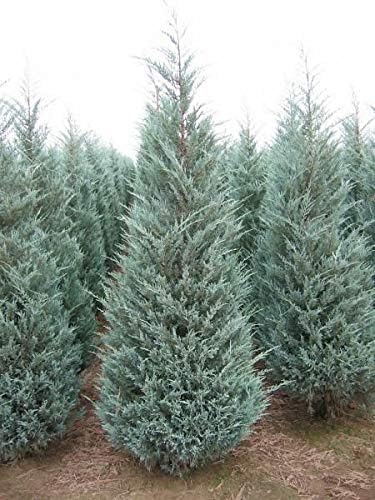 Enebro Moonglow – 3 árboles vivos – Juniperus Scopulorum