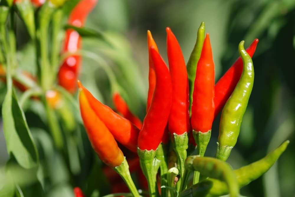 Tabasco – Semillas de pimiento picante para plantar, cultivo de pimientos picantes (100 semillas)