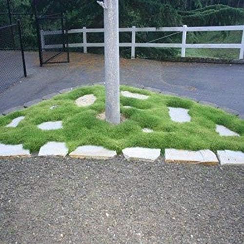 Semillas de musgo irlandés para plantar, cultiva una impresionante cubierta del suelo que florece atractivas flores blancas, fabricadas en Estados