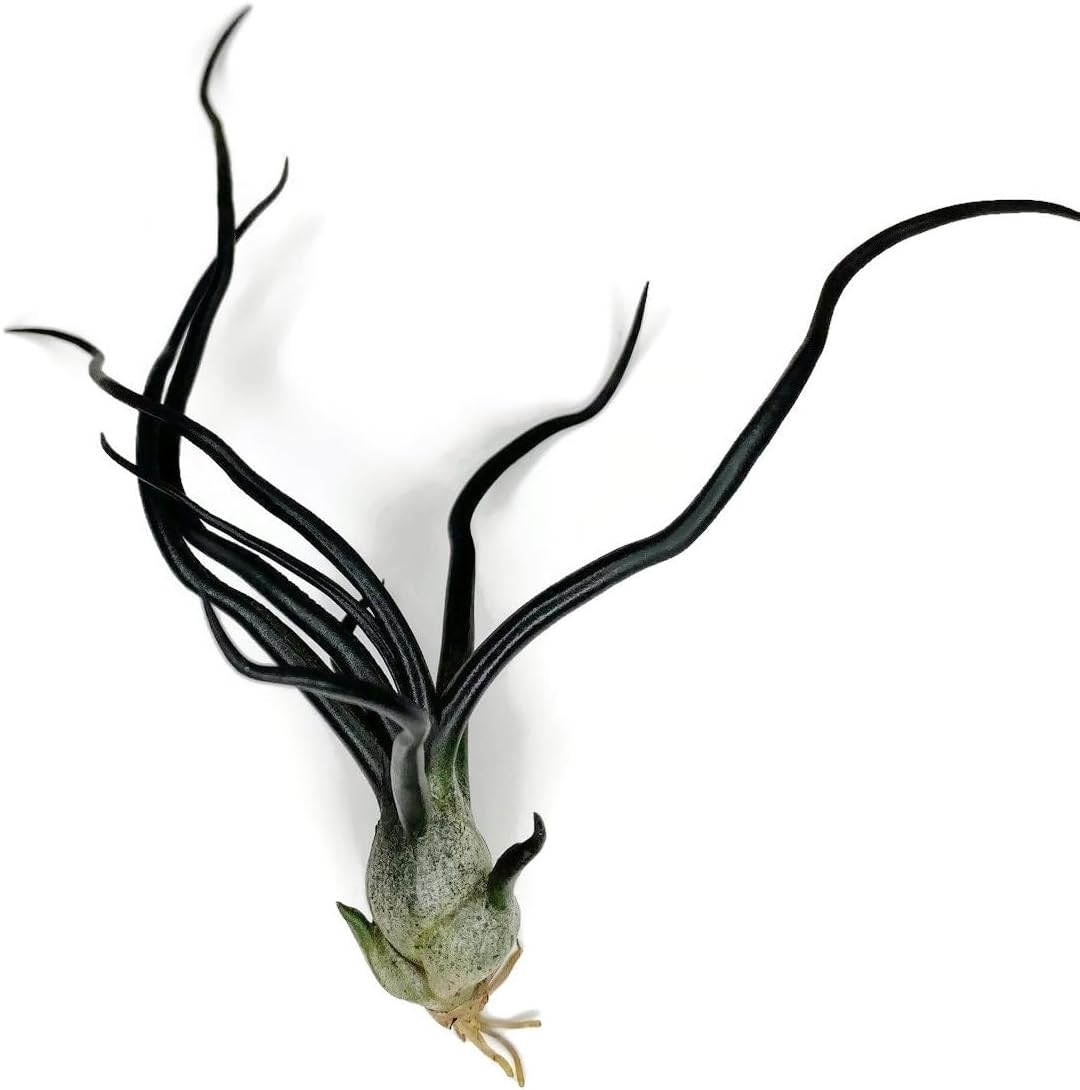 Bulbosa – Planta de aire, planta de aire vivo de Guatemala Tillandsia, llegada saludable garantizada, gran planta de interior, decoración del hogar