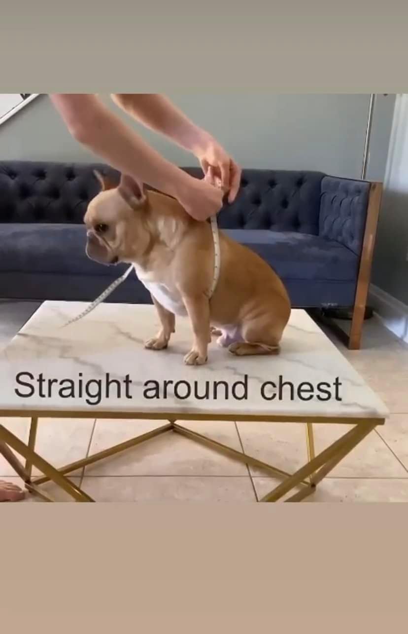 BULLHUG Arnés  Hecho para perros de pecho más grande como bulldogs ingleses, bulldogs franceses, pugs y más. Evita que los perros tiren y se