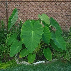 Bombillas vivas Colocasia oreja de elefante enorme hoja Esculenta oreja de elefante Taro Gabi Kalo Eddo Bulbos listos para cultivar planta de jardín Bombillas vivas Colocasia oreja de elefante enorme hoja Esculenta oreja de elefante Taro Gabi Kalo Eddo Bulbos listos para cultivar planta de jardín