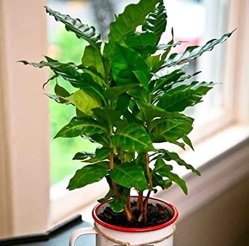 Semillas Árbol de café árabe Enano Montaña Perenne Jardín Flores para Plantar No GMO