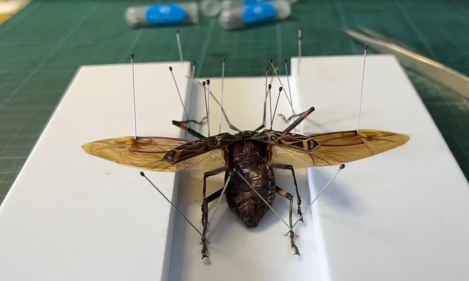 Kit de herramientas de fabricación de espécimen de insectos, (300 pines de insectos en tamaño #1, 2, 3) y (2 tablas de fijación de insectos),