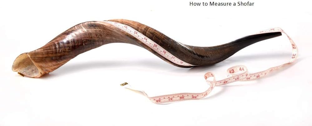 SHOFAR Set Full Natural Kudu Horn Yemenite + Bolsa + Guía + Estuche de transporte (30-32 pulgadas) de Israel
