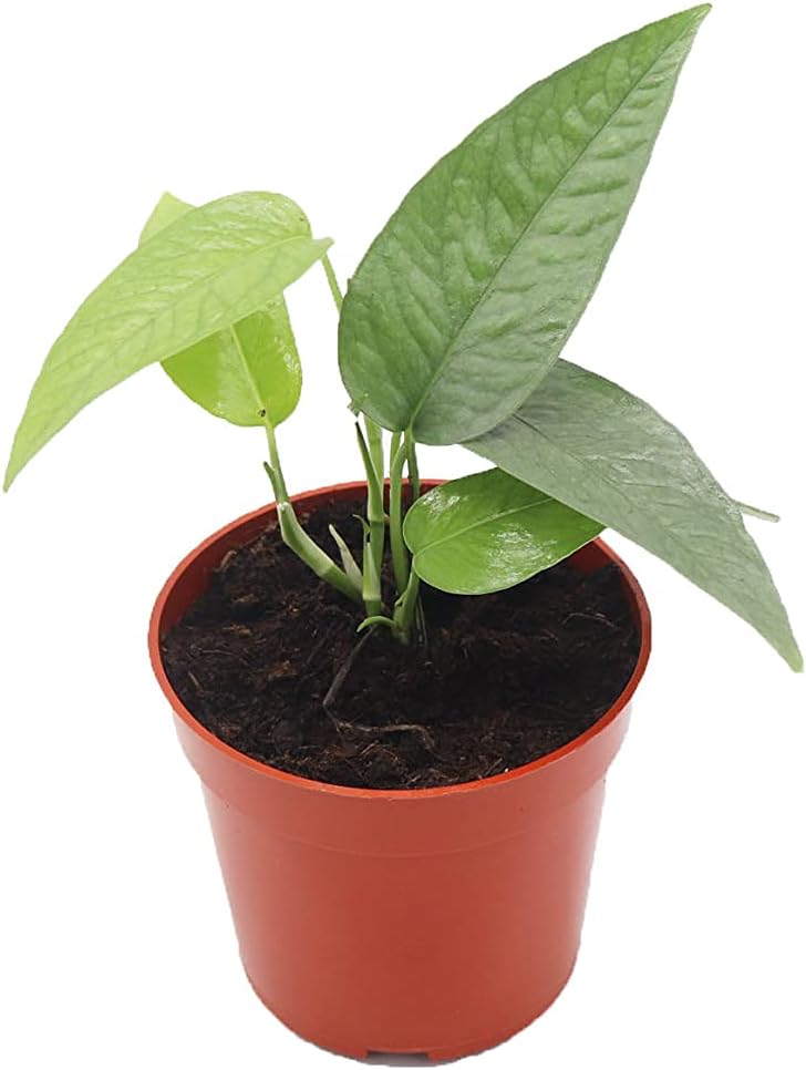 Cebu Blue Pothos – 3″ de California Tropicals