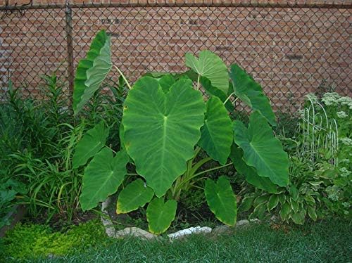 Bombillas vivas Colocasia oreja de elefante enorme hoja Esculenta oreja de elefante Taro Gabi Kalo Eddo Bulbos listos para cultivar planta de jardín