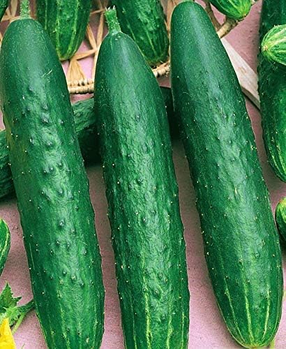 Pepino vegetal April F1 autopolinizado 45 días reliquia para decapado – 10 semillas