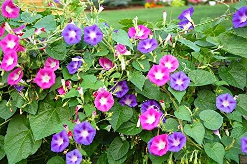 Seeds4planting – Semillas Morning Glory Purple Mix Ipomoea Flores anuales