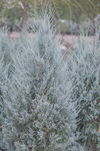 Enebro Moonglow – 3 árboles vivos – Juniperus Scopulorum