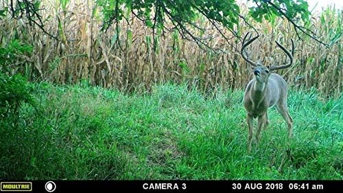 Pure Whitetail  Grupo de licenciatura  Orina de Buck de cola blanca  Orina fresca 100% pura de raspado  Aroma de cobertura de varios dólares  Pis de