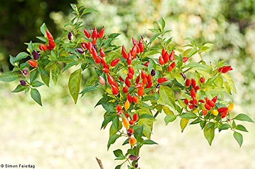 Chile Pequin Pepper 20+ Semillas