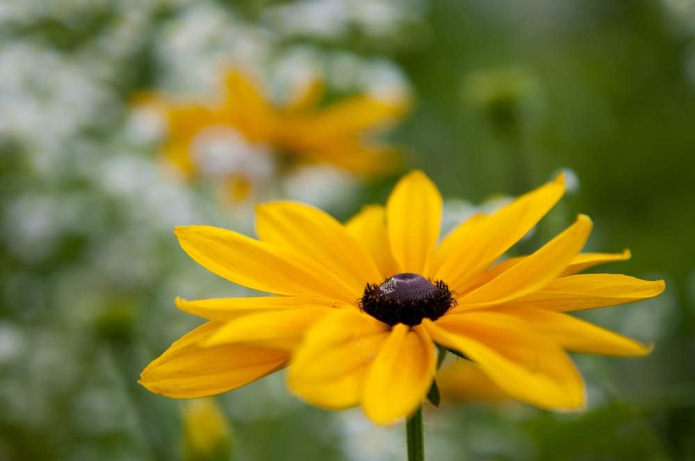Semillas de flores Susan de ojos marrones para plantar, más de 3000 semillas por paquete, semillas de jardín de Isla (semillas de jardín de Isla),