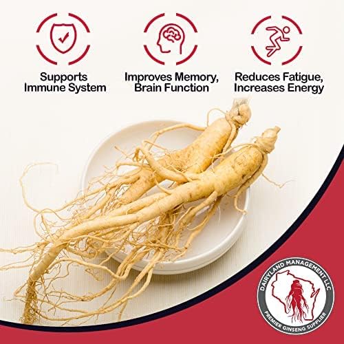 Dairyland – Raíces de ginseng americano fresco, 4 onzas de ginseng fresco de Wisconsin, directo del granjero al consumidor, ginseng de calidad